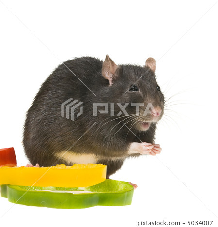 funny rat and bell pepper cuts funny rat and bell pepper cuts 5034007