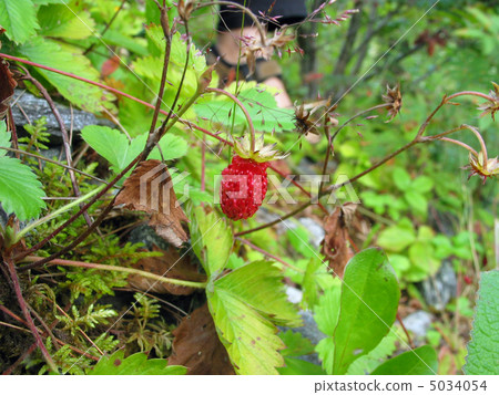 wild strawberry wild strawberry 5034054