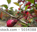 Haunted caterpillar 5034388