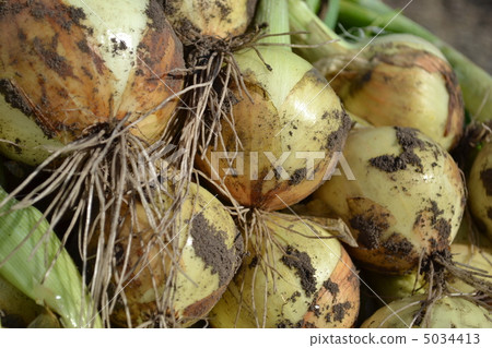 新鮮磨碎的洋蔥 5034413