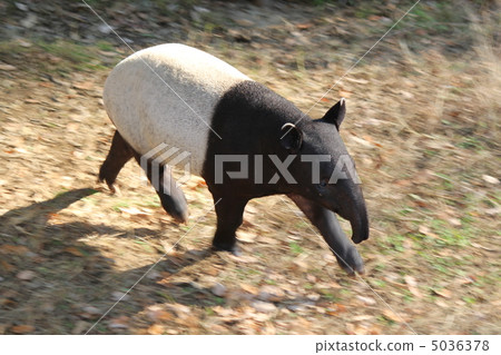 Malayan Tapir_2 Malayan Tapir_2 5036378