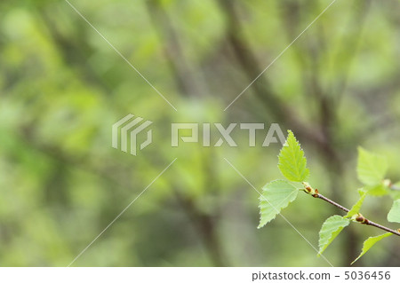 Fresh green copy space leaf right 5036456