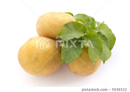 土豆和土豆葉子 土豆和土豆葉子 5036522