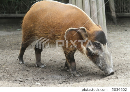Red-tailed Wild Boar Red-tailed Wild Boar 5036602