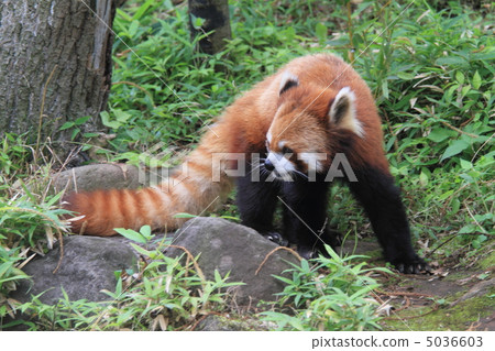 Lesser panda Lesser panda 5036603