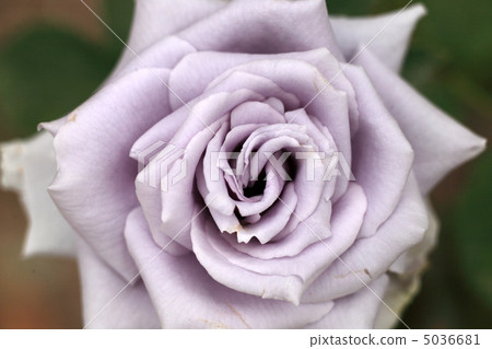 藍色玫瑰藍色龍 5036681