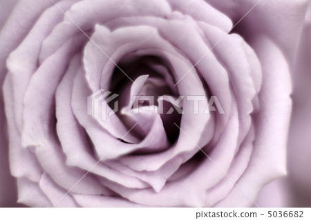 藍色玫瑰藍色龍 5036682