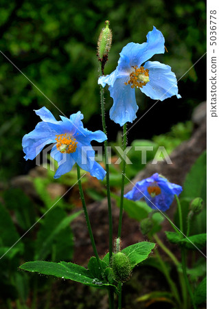 喜馬拉雅山的藍芥末 喜馬拉雅山的藍芥末 5036778