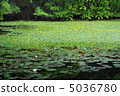 Asaza and water lily 5036780