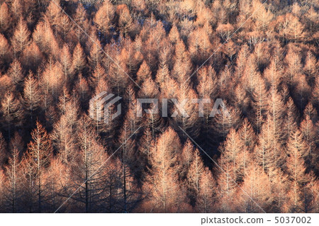 落葉松林 5037002