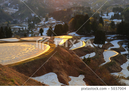 水稻梯田 5037004