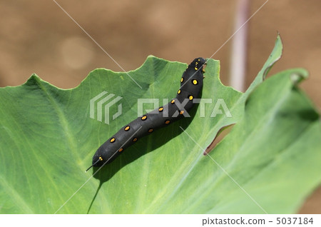 Caterpost caterpillar larva Caterpost caterpillar larva 5037184