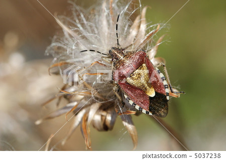 Bee whale bug 5037238