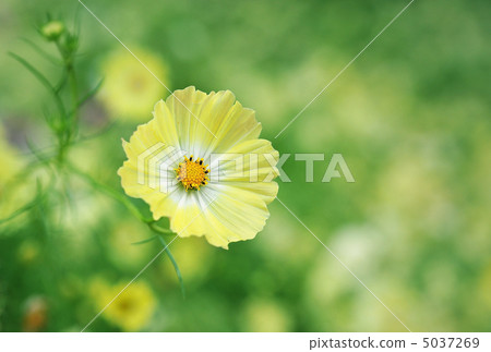 botanic, botanical, plant 5037269