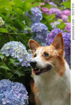 Corgi and hydrangea Corgi and hydrangea 5037334