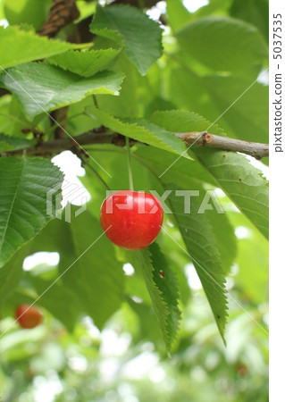櫻桃 5037535