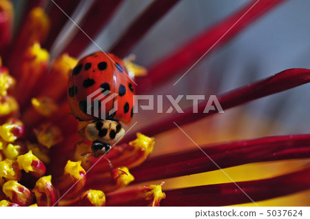 Ladybird Ladybird 5037624