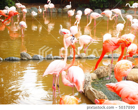 火烈鳥3 5037890