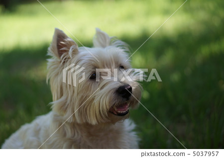 Westie 3 Westie 3 5037957