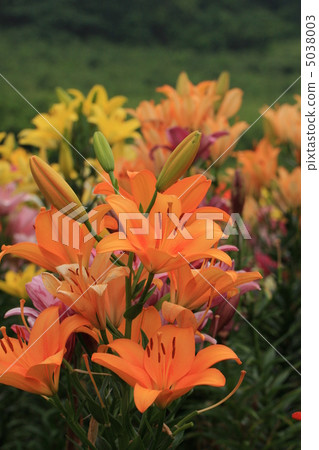 Lily Lily 5038003