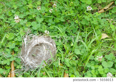 Nesting 5038013