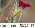 蛹 5038113
