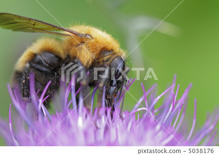 Thistle and tiger bumblebee Thistle and tiger bumblebee 5038176