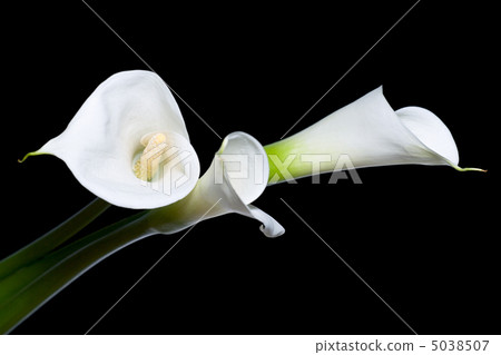 three calla lilies three calla lilies 5038507