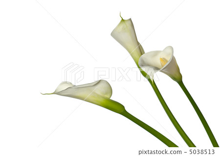 three calla lilies 5038513