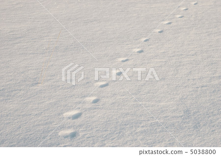 prints on snow 5038800