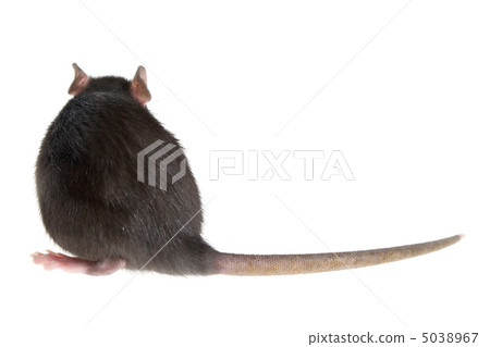 rat's back 5038967