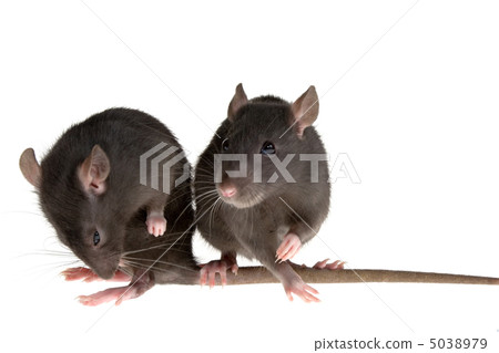 two rats two rats 5038979