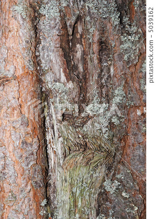 face of tree face of tree 5039162