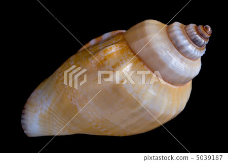 conch shell conch shell 5039187