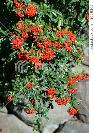 Pilacansa日本名稱Tokkozan Yako Pilacansa日本名稱Tokkozan Yako 5039302