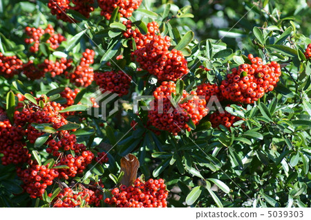 Pilacansa日本名稱Tokkozan Yako Pilacansa日本名稱Tokkozan Yako 5039303