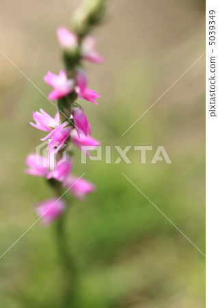 螺絲香蕉 螺絲香蕉 5039349