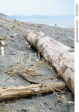 Driftwood 5039365