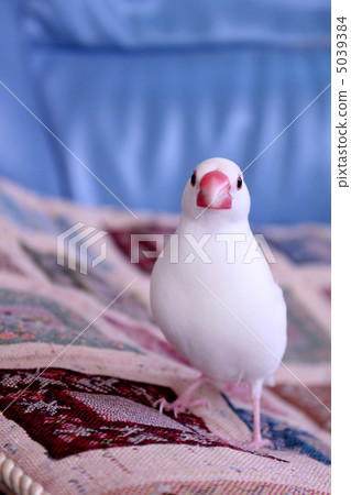 一隻巫婆鳥的Bunseon在步行期間的 5039384