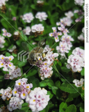 Himeiwadare Rou和Honeybee 5039505