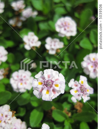Himeiwadaresou 5039506