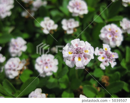 Himeiwadarezou 5039507