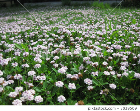 One-sided firefly 5039509