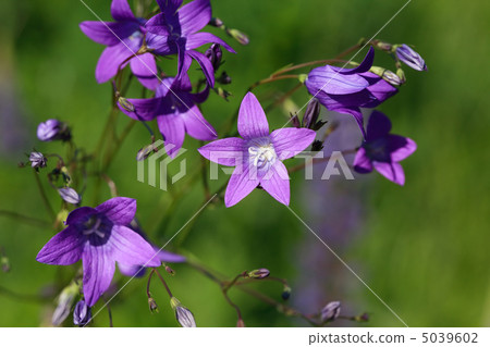 Wild Flowers 5039602