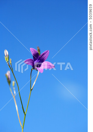 Campanula On Sky Campanula On Sky 5039659