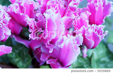 仙客來木柴花粉紅色 5039869