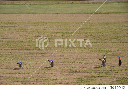 People were cultivating the vast fields of Anatolia Plateau with human power 5039942