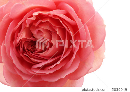 rose rose 5039949