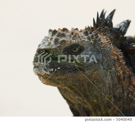 marine iguana in the beach marine iguana in the beach 5040040