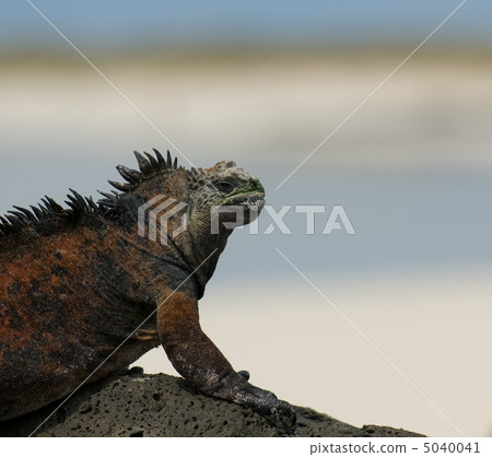 marine iguana in the beach marine iguana in the beach 5040041